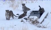 ویدئویی کم‌نظیر از چهار پلنگ در زمستان در پارک ملی سمنان