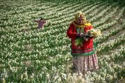 (تصاویر) برداشت گل نرگس در مزارع روستای شیرآباد گلستان