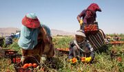 در جست‌وجوی یک لقمه نان/ رنج‌نامه زنان کارگر فصلی