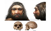 چهره واقعی اجداد اولیه انسان برای اولین بار بازسازی شد