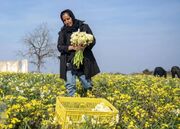 تصاویر؛ برداشت گل نرگس در ساری