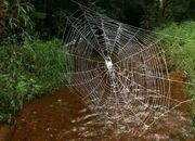 این عنکبوت سازنده بزرگ‌ترین و مقاوم‌ترین تار طبیعی جهان است