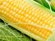 کدام مواد غذایی حاوی بیشترین مقدار قند و نشاسته هستند؟