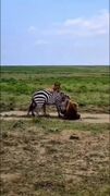 مقاومت تماشایی گورخر در برابر دو شیر