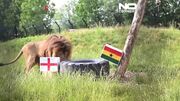 پیش‌بینی جالب شیرها از سرنوشت انگلیس در جام جهانی