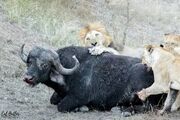 نبرد نابرابر بوفالوی پیر با شیرها