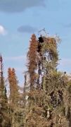 حمله نادر خرس سیاه به عقاب در بالای درخت