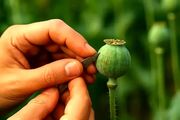 رصد ماهواره‌ای کشت غیر قانونی مخدر از سال آینده