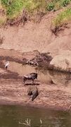 حمله مرگبار تمساح به گوزن یالدار زخمی