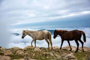 تصاویر؛ سوباتان بهشت مه آلود ایران