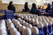 قیمت تخم‌مرغ در بازار