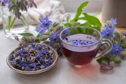 چرا گل‌گاوزبان حریف اضطراب‌های ما نمی‌شود
