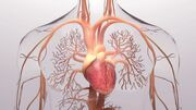 کشف «مغز کوچکِ» قلب!