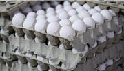 تغییر قیمت تخم‌مرغ روزانه شد | هر شانه تخم‌مرغ کیلویی چند؟