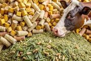 بهترین خوراک دام ارزان برای گاو و گوسفند + جدول مقایسه