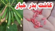 کاشت خیار + آموزش کامل کاشت خیار در گلدان، باغچه و مزرعه از بذر تا برداشت