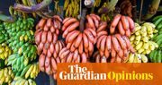 There are more than 1,000 varieties of banana, and we eat one of them. Here’s why that’s absurd | Dan Saladino