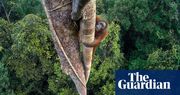 A Bornean orangutan on a fearless quest for figs: Tim Laman’s best photograph