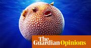 A pufferfish: ‘probably nature’s greatest artist’ | Helen Sullivan