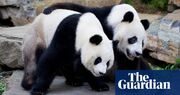 How two giant pandas loaned to Adelaide zoo tell the story of the ups and downs of China-Australia relations