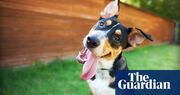 ‘Leave your expectations at the door’: how to support a rehomed dog