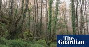 The last fragments of ancient Irish rainforests may face a new threat … trees