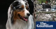 Australian shepherds: the dog breed that’s not really Australian, but is winning titles and hearts alike