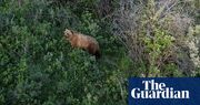 Get away, grizzly: why scientists are chasing bears with drones