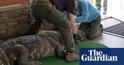 Officials seize 750lb blind alligator from New York home