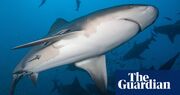 Bull sharks thriving off Alabama despite rising sea temperatures, study says