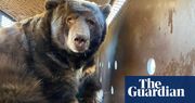 Knock, knock! Who’s bear? California man returns to 525lb tenant in evacuated home