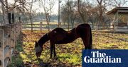 California woman arrested after 27 dead horses found across multiple properties