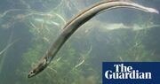 UK export of millions of endangered eels to Russia attacked as ‘bonkers’