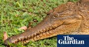 Snappy customer: crocodile captured after walking into Queensland service station