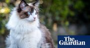 Doctor faces inquiry after giving his cat a Cat scan at Italian hospital