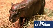 Edinburgh zoo’s pygmy hippo Haggis could be internet rival to Moo Deng