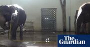 Elephants can wash with a hose – and sabotage shower time, scientists say