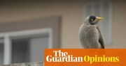 Everyone asks me about my plans for having children. A nest of noisy miner birds has taught me how to respond | Joseph Earp