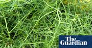 Fancy a gardening challenge? Try growing tricky but tasty Italian agretti