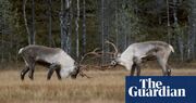 Ghosts of the landscape: how folklore and songs are key to rewilding Finland’s reindeer