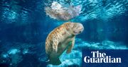 Florida’s manatees are actually relative newcomers, historical research suggests