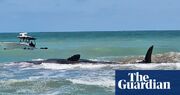 Sperm whale dies after being stranded on Florida beach