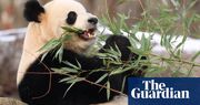 ‘Pandamonium’ as giant pandas from China make debut at DC’s National Zoo