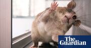 Cheap, smart and efficient: how giant rats are transforming the fight against TB