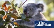 Global heating, land clearing and the ‘extinction vortex’: the fight to save Australia’s koalas