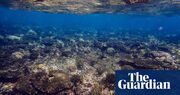 ‘Graveyard of corals’ found after extreme heat and cyclones hit northern Great Barrier Reef