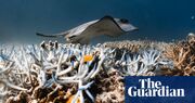 ‘Tourists ask a lot of questions’: Great Barrier Reef guides face up to bleaching tragedy