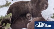 ‘Ambassador’ grizzly bear dies after being hit by car in Wyoming