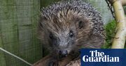 Hedgehogs ‘near threatened’ on red list after 30% decline over past decade