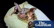 Hope for Britain’s loneliest bat after second species member discovered